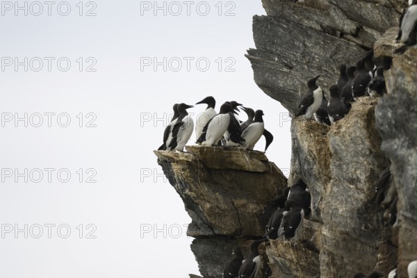 A group of guillemots (Uria aalge) on a high rock in a harsh environment, Hornoya, Vardø, Finnmark, Norway