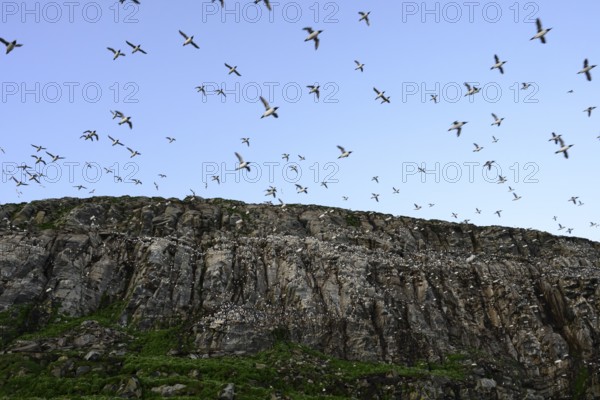 Large guillemot flock (Uria aalge) over rocky cliff in blue sky, Hornoya, Vardø, Finnmark, Norway