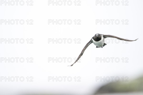 A razorbill (Alca torda) flies alone with outstretched wings in the bright sky, Hornoya, Vardø, Finnmark, Norway