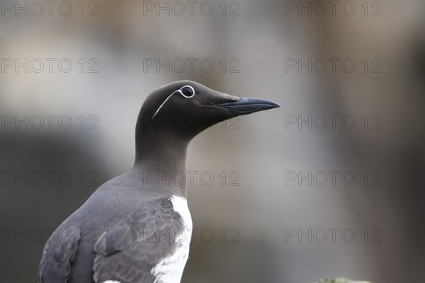Red guillemot (Uria aalge) in profile in soft light against a blurred background, Hornoya, Vardø, Finnmark, Norway