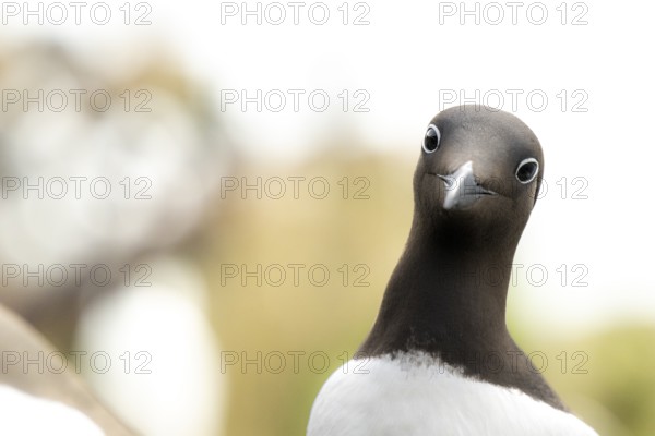 Close-up of a curious looking guillemot (Uria aalge) in front of a blurred background, Hornoya, Vardø, Finnmark, Norway