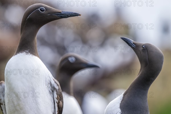 Two ringed guillemots and a common guillemot (Uria aalge) standing together in a communicative pose, Hornoya, Vardø, Finnmark, Norway