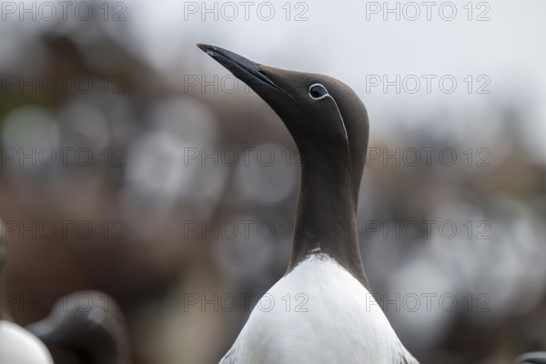 Close-up of a ringed guillemot (Uria aalge) with raised head and sharp gaze, Hornoya, Vardø, Finnmark, Norway