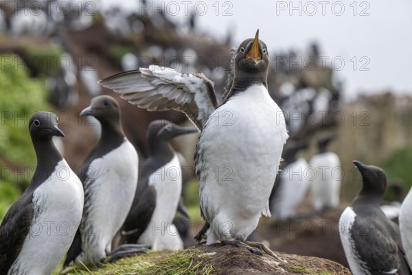 Common guillemot (Uria aalge) with spread wings, surrounded by group on firm ground, Hornoya, Vardø, Finnmark, Norway