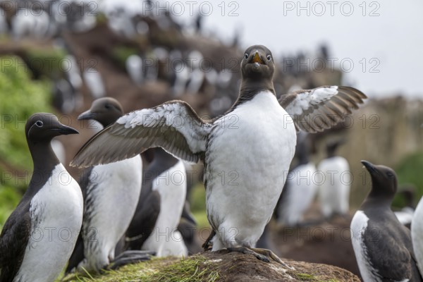 Common guillemot (Uria aalge) presents itself with spread wings in front of similar common guillemots (Uria aalge), Hornoya, Vardø, Finnmark, Norway