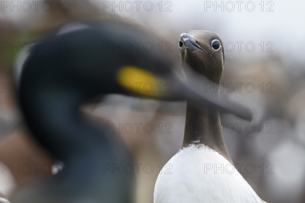 Close-up of a guillemot (Uria aalge) with a blurred shag (Phalacrocorax aristotelis syn Gulosus aristotelis) in the foreground, Hornoya, Vardø, Finnmark, Norway