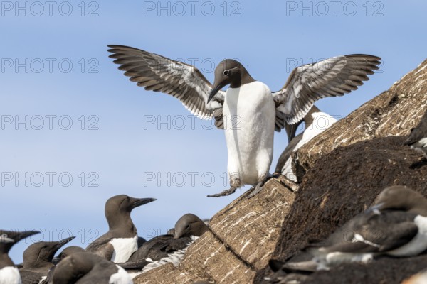 Common guillemot (Uria aalge) spreading wings, standing on rocky ground, surrounded by other common guillemots (Uria aalge), Hornoya, Vardø, Finnmark, Norway