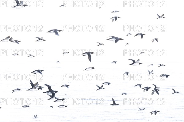 Black and white guillemots (Uria aalge) flying in large numbers against an empty, light-coloured background, Hornoya, Vardø, Finnmark, Norway