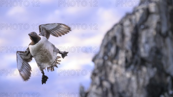 A guillemot (Uria aalge) flies in front of a rocky coast at dusk, while the sky is tinted in soft colours, Hornoya, Vardø, Finnmark, Norway