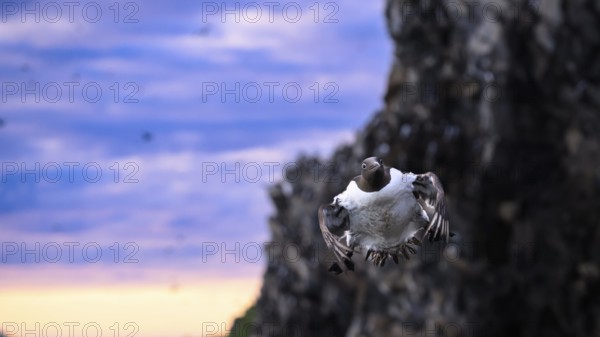 A single guillemot (Uria aalge) flying dynamically in front of a rocky background at sunset with a violet sky, Hornoya, Vardø, Finnmark, Norway