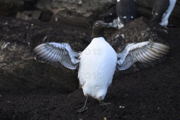 A guillemot (Uria aalge) spreads its wings at dusk on a dark ground near a rock, Hornoya, Vardø, Finnmark, Norway