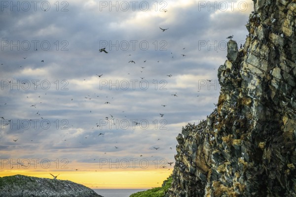 Flocks of guillemots (Uria aalge) fly over the coastal cliffs while the sky glows in evening colours, Hornoya, Vardø, Finnmark, Norway