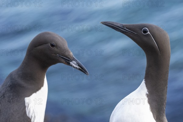 A guillemot and a ringed guillemot (Uria aalge) with contrasting plumage markings stand against a shimmering blue background of water, Hornoya, Vardø, Finnmark, Norway