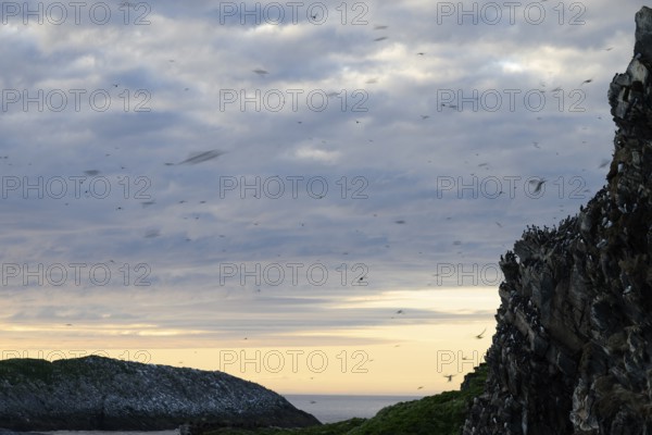 Coastal landscape with flying guillemots (Uria aalge) flying over the rocks under a cloudy sky at sunset, Hornoya, Vardø, Finnmark, Norway