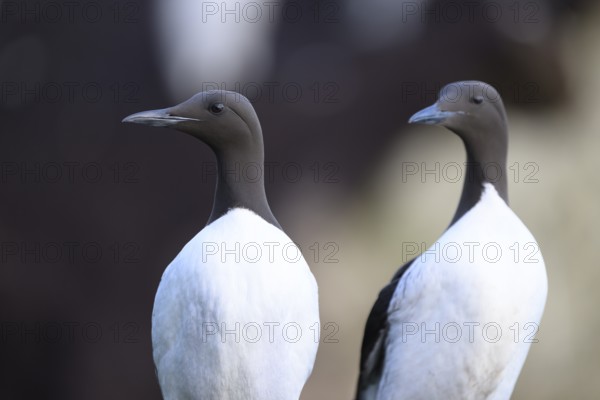 Two common guillemots (Uria aalge) standing upright next to each other in a group, Hornoya, Vardø, Finnmark, Norway