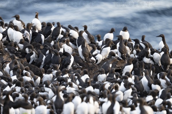 A large colony of common guillemots (Uria aalge) gather at their breeding site by the sea, Hornoya, Vardø, Finnmark, Norway