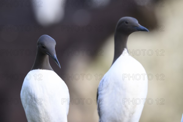 Two guillemots (Uria aalge) standing close to each other and looking in the same direction, Hornoya, Vardø, Finnmark, Norway