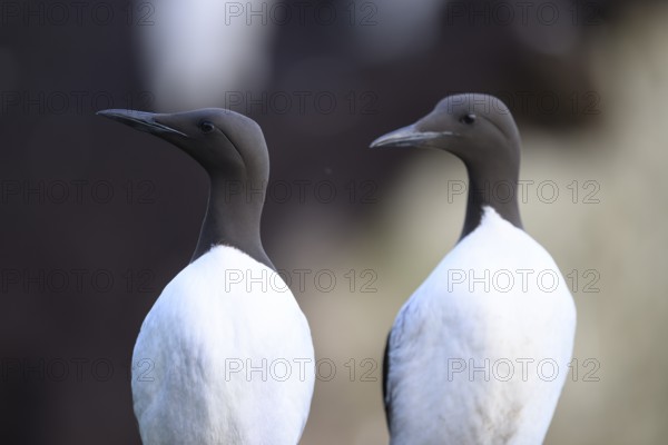 Two common guillemots (Uria aalge) carefully observing their surroundings, Hornoya, Vardø, Finnmark, Norway