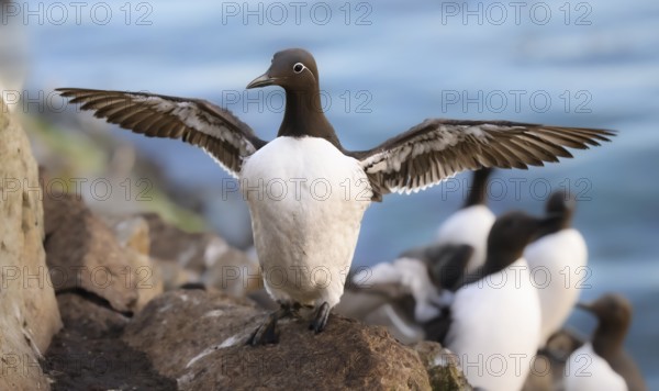 A guillemot (Uria aalge) spreads its wings on a rock by the sea in the background are more guillemots, Hornoya, Vardø, Finnmark, Norway