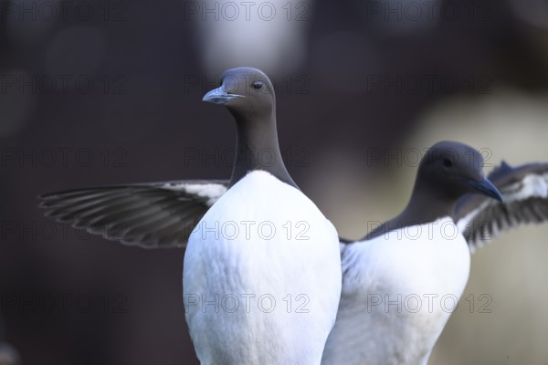 Two common guillemots (Uria aalge) with spread wings one looking into the camera, Hornoya, Vardø, Finnmark, Norway