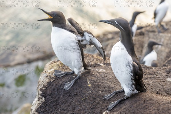 Two guillemots (Uria aalge) on a rock, one with open beak, surrounded by sunlight and water, Hornoya, Vardø, Finnmark, Norway