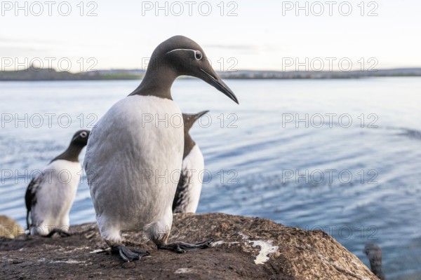 A trio of guillemots (Uria aalge) sitting on a rock overlooking calm water under a clear sky, Hornoya, Vardø, Finnmark, Norway