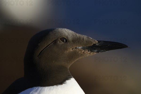 Close-up of a guillemot (Uria aalge) s with detailed plumage in soft evening light, Hornoya, Vardø, Finnmark, Norway