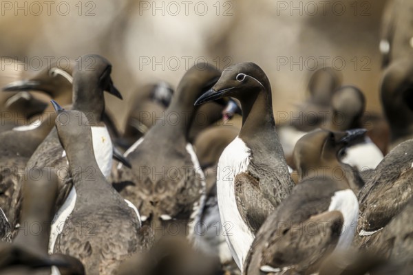 Close-up of common guillemots (Uria aalge) in a close group in their breeding colobnia, Hornoya, Vardø, Finnmark, Norway