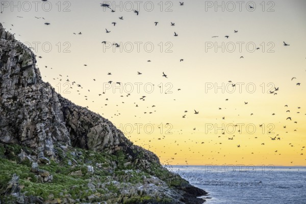 Common guillemots (Uria aalge) flying over the ocean the Barents Sea next to a rocky cliff at sunset, Hornoya, Vardø, Finnmark, Norway