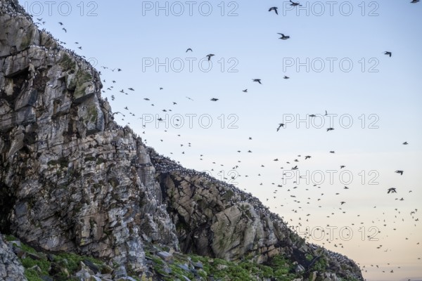 Common guillemots (Uria aalge) flying over a rocky cliff in the evening sky, Hornoya, Vardø, Finnmark, Norway