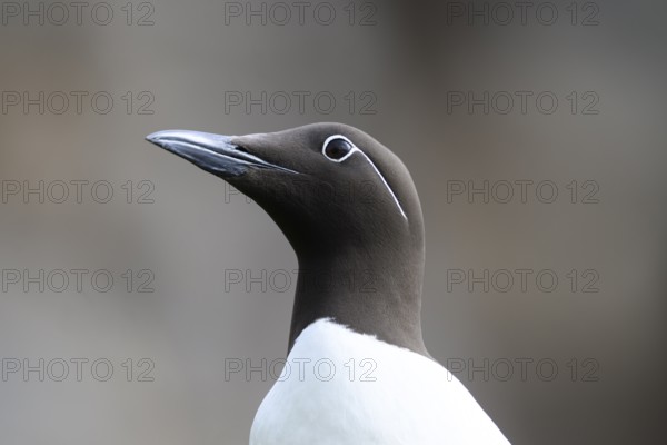Lateral portrait of a guillemot (Uria aalge) head with clear view and blurred background, Hornoya, Vardø, Finnmark, Norway