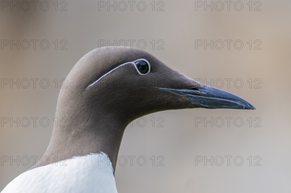 Close-up of a guillemot head (Uria aalge), showing details of the plumage and beak, Hornoya, Vardø, Finnmark, Norway