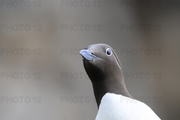 Guillemot (Uria aalge) head portrait looking curiously upwards against a blurred background, Hornoya, Vardø, Finnmark, Norway