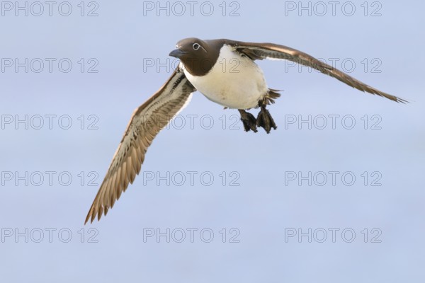 A guillemot (Uria aalge) in the air with outstretched wings against a blue sky, Hornoya, Vardø, Finnmark, Norway