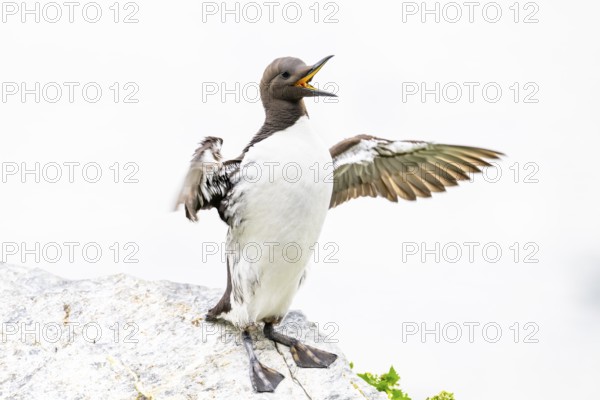 A guillemot (Uria aalge) with outstretched wings on a rock against a white background, Hornoya, Vardø, Finnmark, Norway