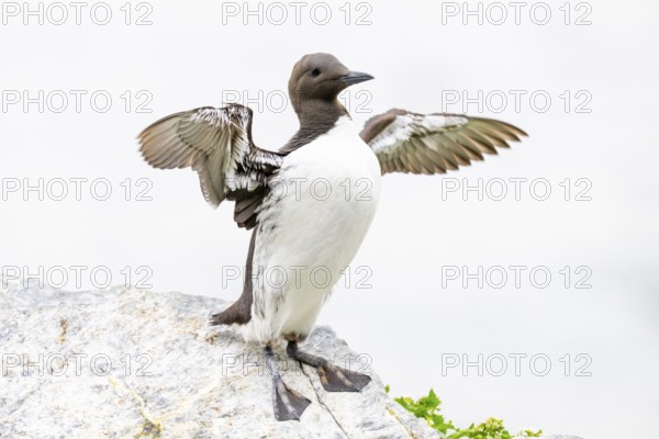 A guillemot (Uria aalge) stands on a rock with outstretched wings, background in soft white, Hornoya, Vardø, Finnmark, Norway