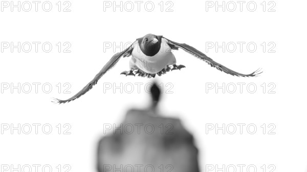 A guillemot (Uria aalge) in black and white flight against a blurred background, Hornoya, Vardø, Finnmark, Norway