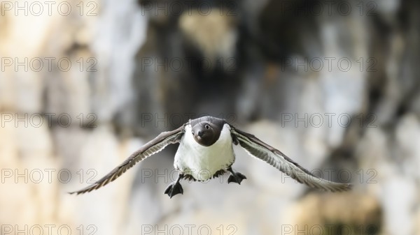 Close-up of a flying guillemot (Uria aalge) in front of rocks Bird looking funny into the camera, Hornoya, Vardø, Finnmark, Norway