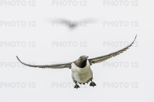 A guillemot (Uria aalge) in flight against a bright sky, Hornoya, Vardø, Finnmark, Norway