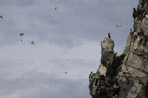 Guillemots (Uria aalge) on a rocky outcrop against a cloudy sky, Hornoya, Vardø, Finnmark, Norway