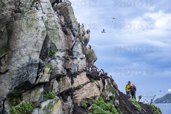 Two people watching guillemots (Uria aalge) on a rock under a cloudy sky, Hornoya, Vardø, Finnmark, Norway