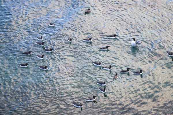 A group of guillemots (Uria aalge) swim in water that has been penetrated by the sun and shows colourful reflections. A single puffin (Fratercula arctica) swims among them, Hornoya, Vardø, Finnmark, Norway