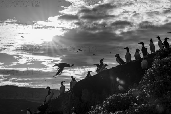 A group of guillemots (Uria aalge) on a rock at dramatic sunset in black and white, Hornoya, Vardø, Finnmark, Norway