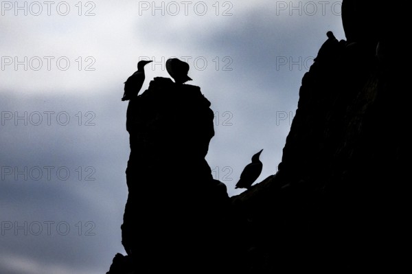 Common guillemots (Uria aalge) silhouettes on rocks at dusk, Hornoya, Vardø, Finnmark, Norway