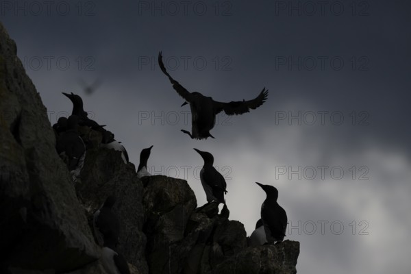 Guillemots (Uria aalge) in silhouette against a dark sky, Hornoya, Vardø, Finnmark, Norway