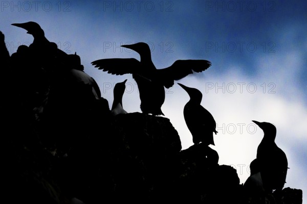 Silhouettes of guillemots (Uria aalge) n at sunset, Hornoya, Vardø, Finnmark, Norway