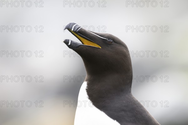 Close-up of the head of a razorbill (Alca torda) with open beak and lively expression, Hornoya, Vardø, Finnmark, Norway