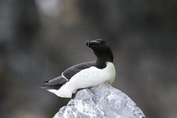 A razorbill (Alca torda) rests on a stone and enjoys the falling raindrops, Hornoya, Vardø, Finnmark, Norway