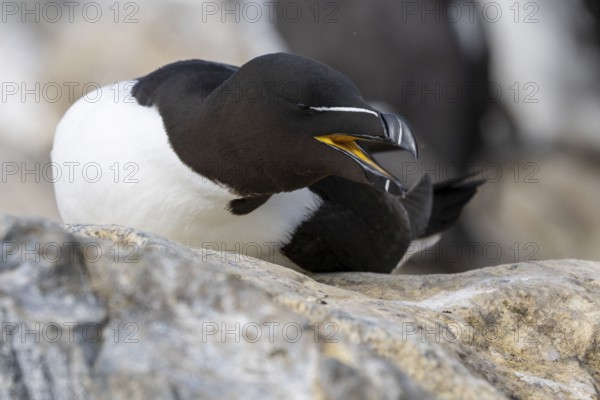A razorbill (Alca torda) with open beak calling on a rock, Hornoya, Vardø, Finnmark, Norway