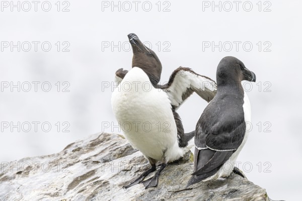 Two razorbills (Alca torda) on a rock, one with outstretched wings, Hornoya, Vardø, Finnmark, Norway